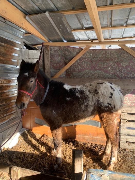 Тай   10айлык полукровка