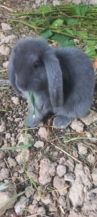 Кролики 2,5 месяца