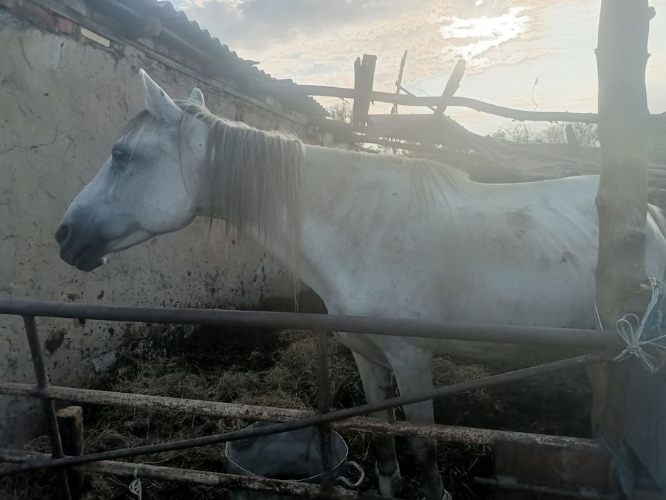 кобыла продам ..