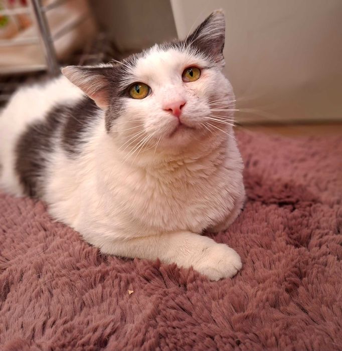 Adoptie motan castrat Martafoi