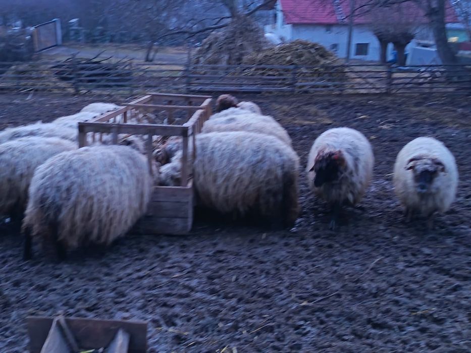 Oi bucălai de vânzare