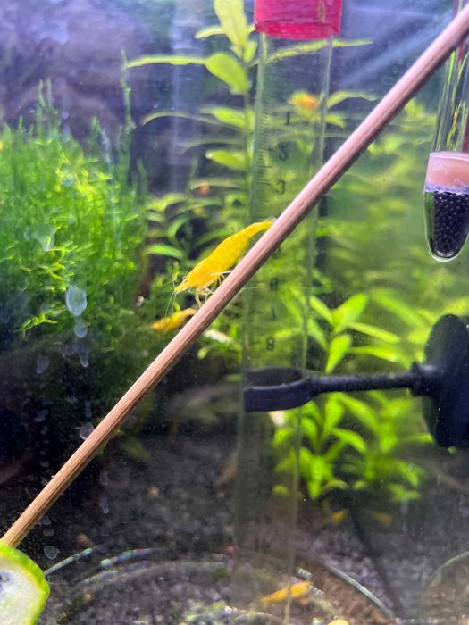 20+6 Neocaridina Yellow neon / Red Sakura grade/ Blue Shrimp creveti