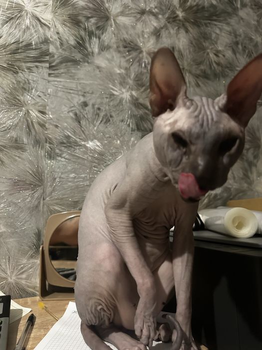 Вязка сфинкс ищем девочек