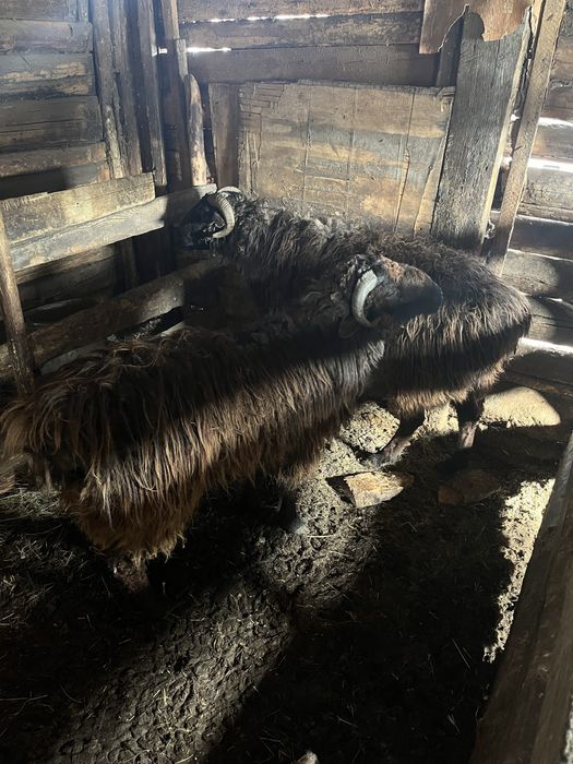 Екі семіртілген қошқарлар сатылады