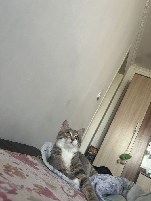 Кот ищет любящую семью