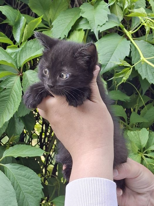 Отдам котят. Все Мальчики.