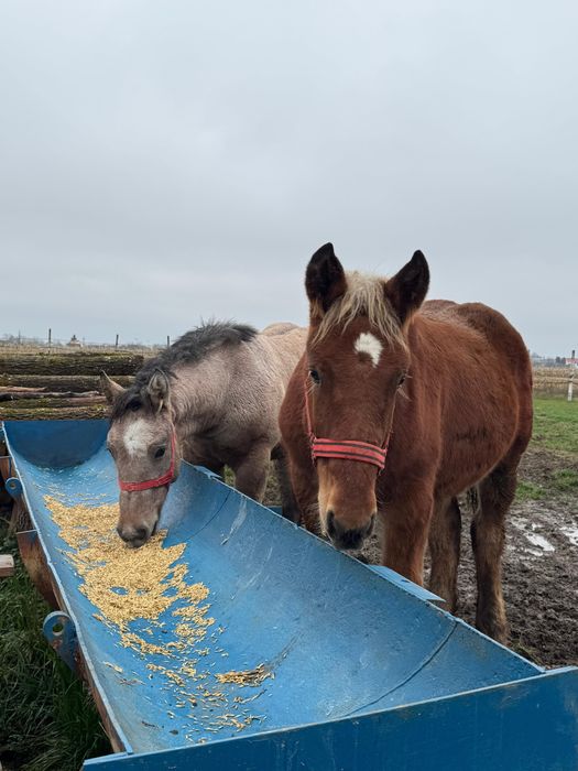 Vând mânz comtois (sarg) si manza muceda din armasar unguresc