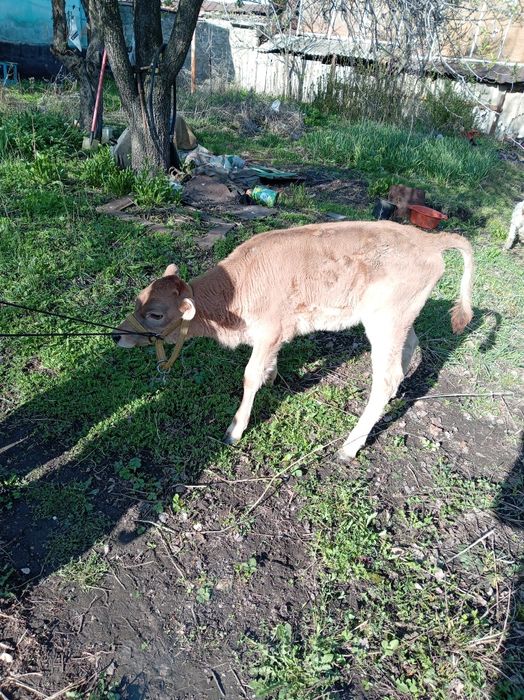 Продам скотину, коза с ягнятами