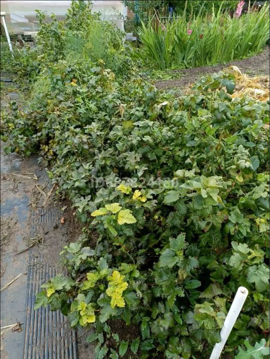 Продам дачу на Каучук 12 соток