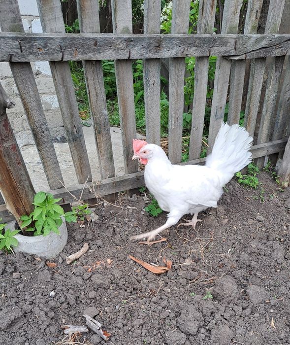 Куры несушки ДОСТАВКА