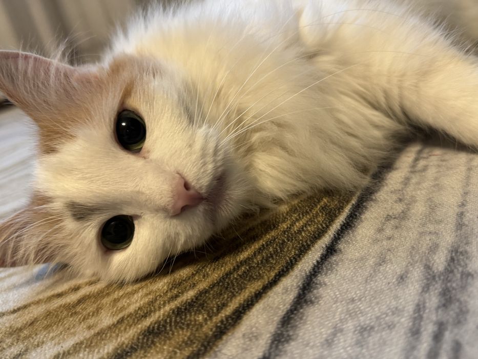 Отдам в хорошие руки