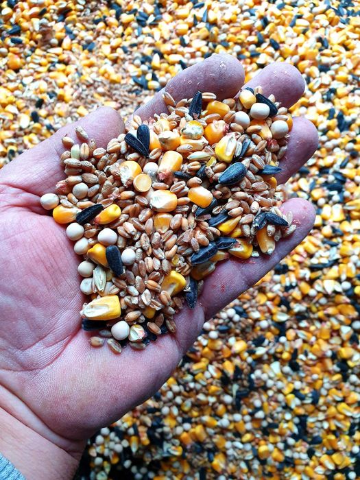 Vand-Transport 1 RON Porumb Grau Ovaz Floare Tarata Amestec Cereale