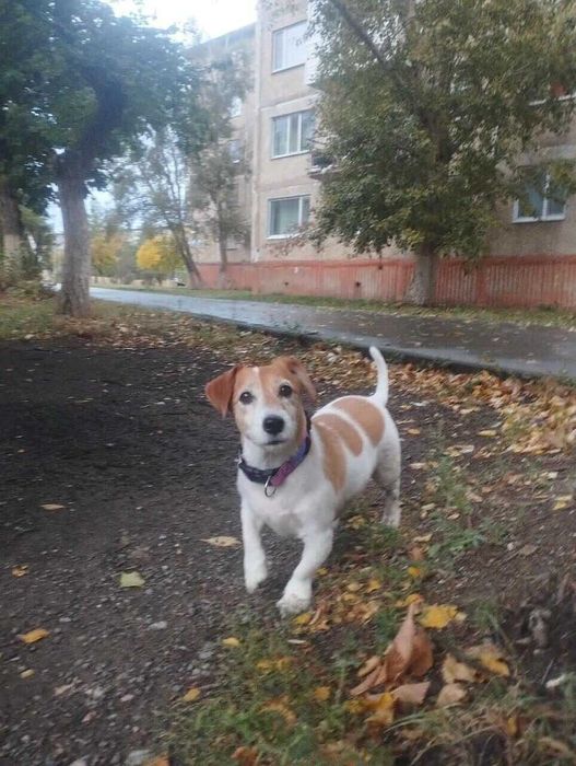 Поиск собаки! Помогите найти!