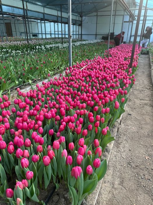 Тюльпаны премиум класса