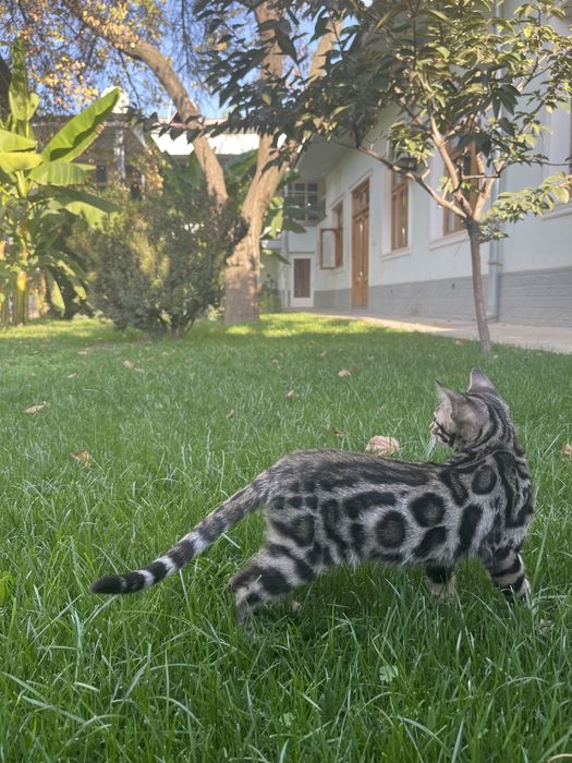 Клубные бенгальские котята