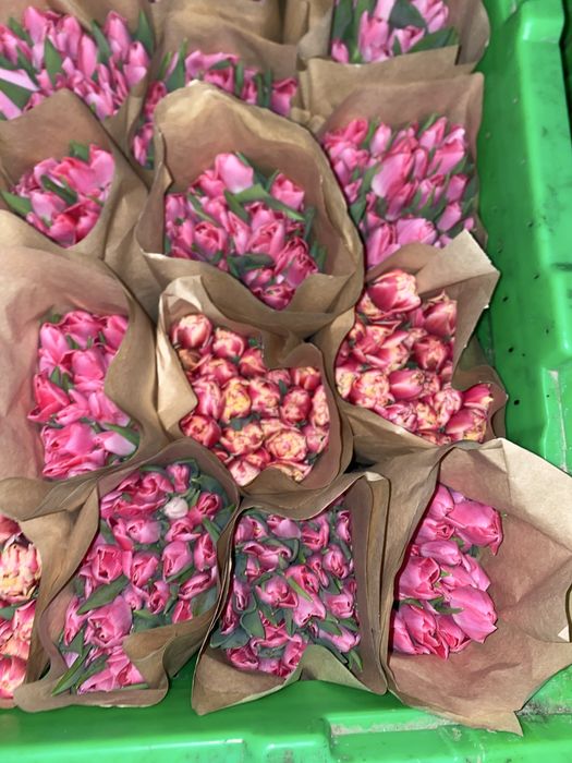 Самые крупные тюльпаны оптом крупный бутон 10 см