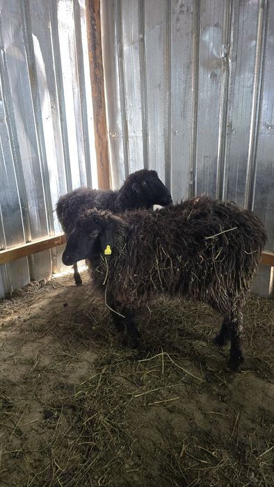 Кой токты қой тоқты