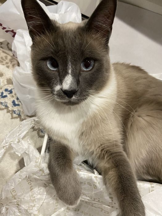 Отдам кота в хорошие добрые руки