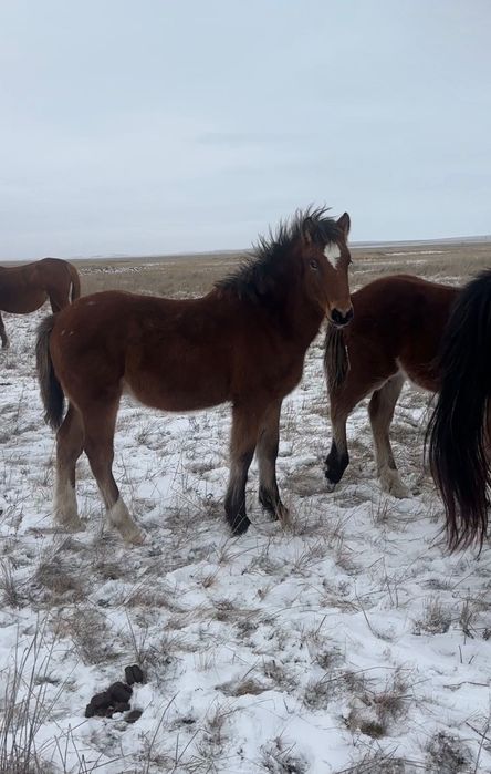 Жеребята тяжеловоз