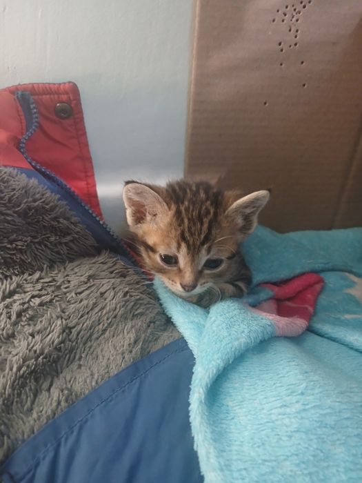 Бесплатно отдам котят