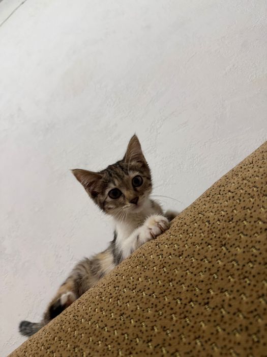 Котята в добрые руки. Ташкент