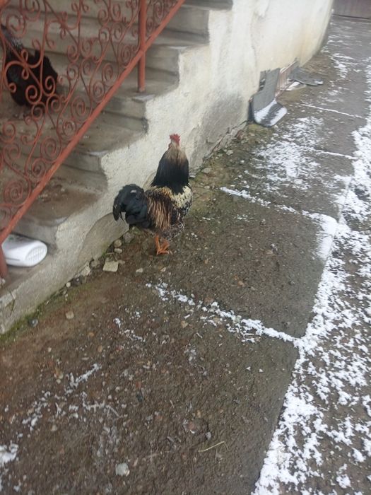 Cocoș de anul trecut