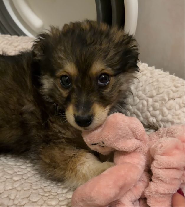 Щенок девочка (метис)