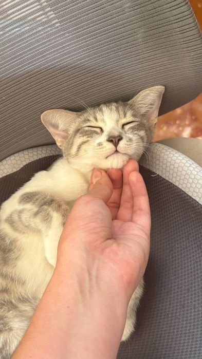 Бесплатно котята