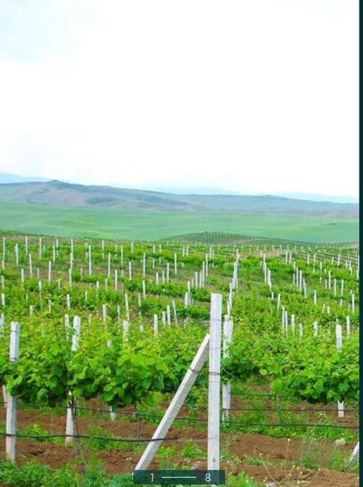 Пасынка, кадалар жане кладочные сетки