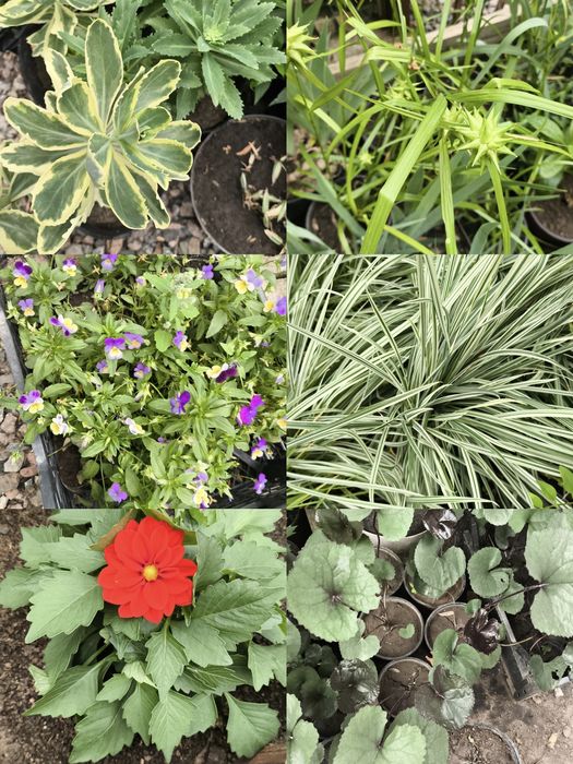 Разные растения в наличии