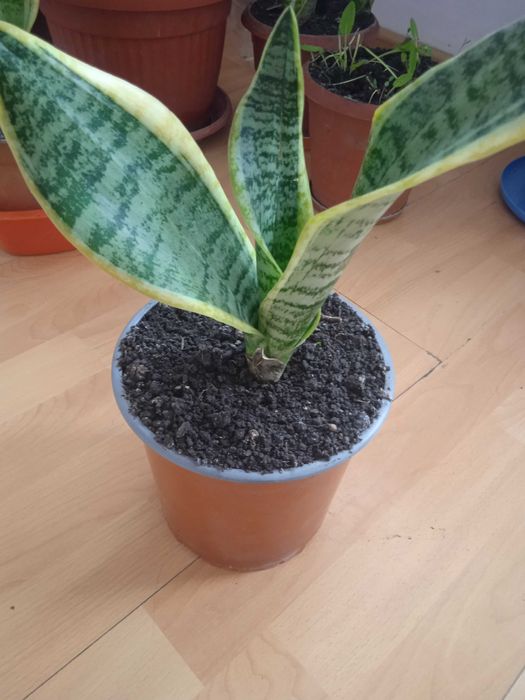 Сансевиера 2 броя