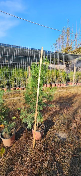 De vânzare tuia biota smarald ,dimensiuni 1 metru,