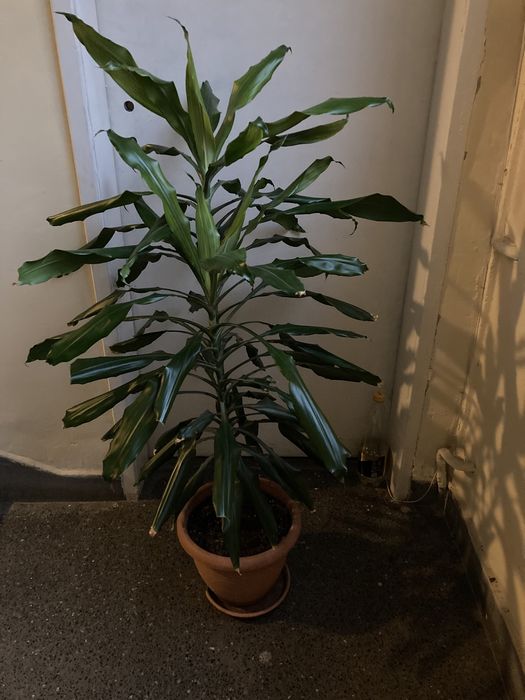 Юка в саксия, височина 140см