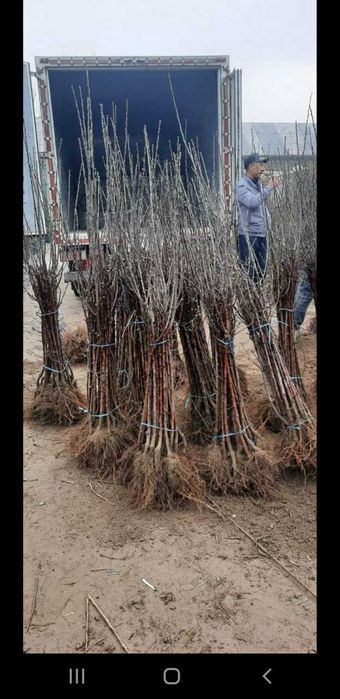 Mevali daraxt kochatlari