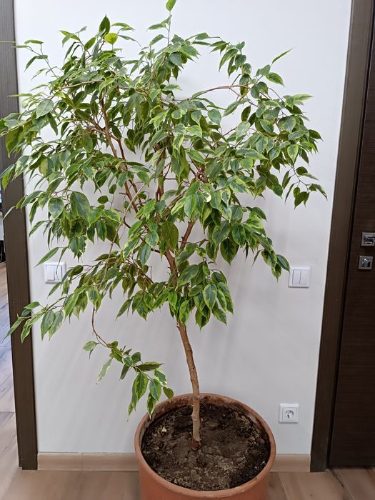 Фикус Бенджамина