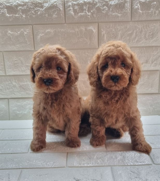 Той Пудел Мини Пудел