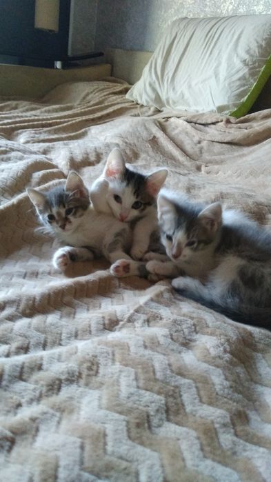 Отдам котят: мальчика и 2х девочек