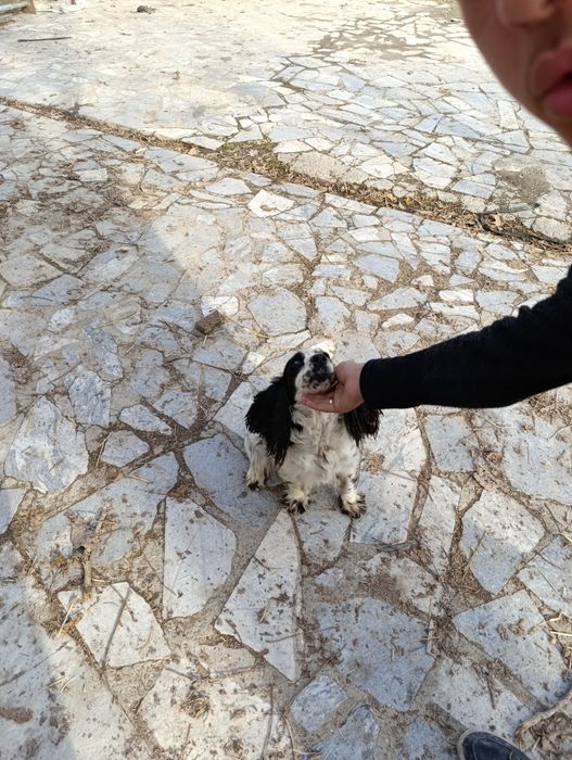 Qiziquvchilarga it sotiladi