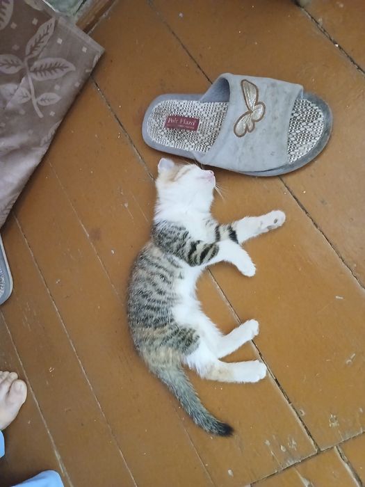 Отдам в хорошие руки котенка даром (девочка)