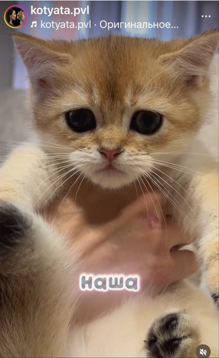 Золотые котята шиншиллята