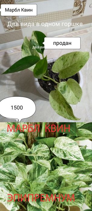 Продам Эпипремнум, Сциндапсус