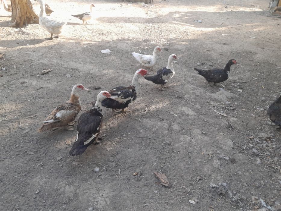 Продам курей гусей уток