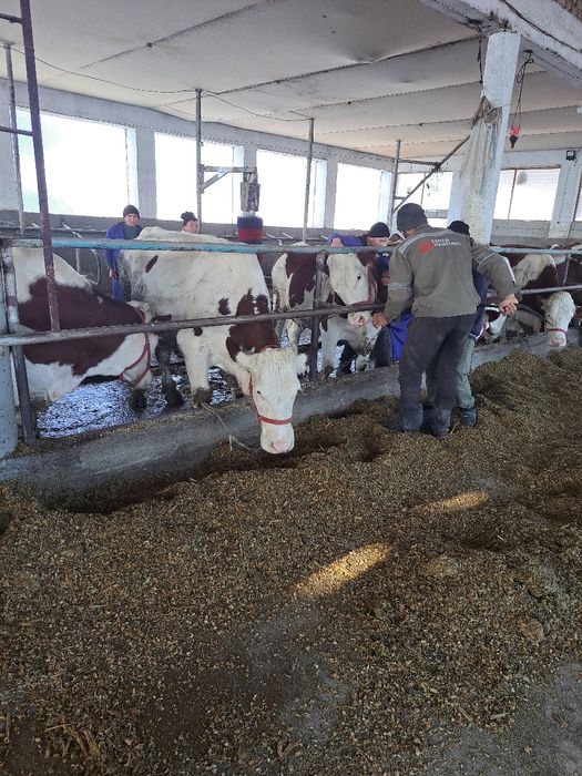 Ишчи чупон согимчи керак фирмага