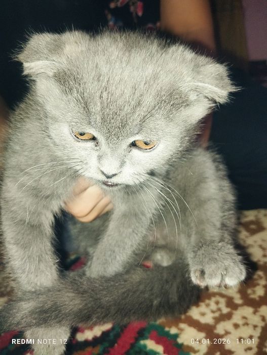 Продаются котенок