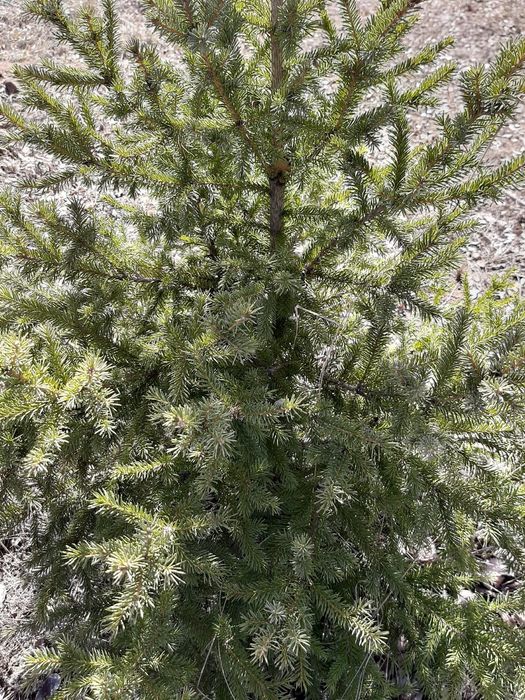 Лечение хвойных деревьев