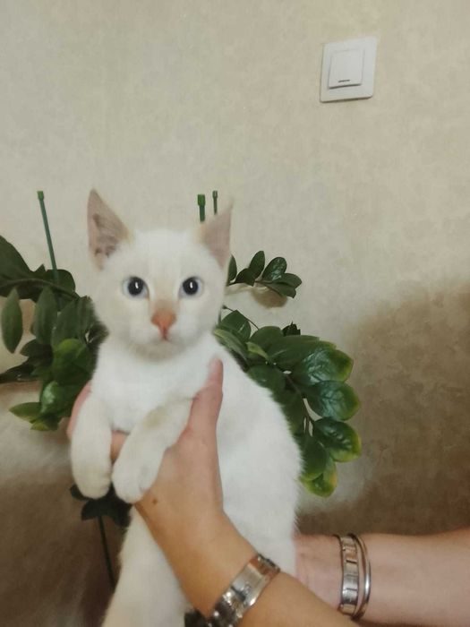 Отдам в добрые руки !