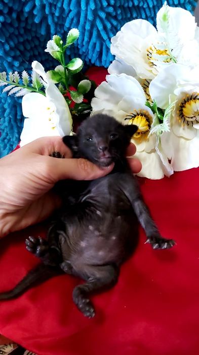 ОРИЕНТАЛЫ - котята, Окрасы разные