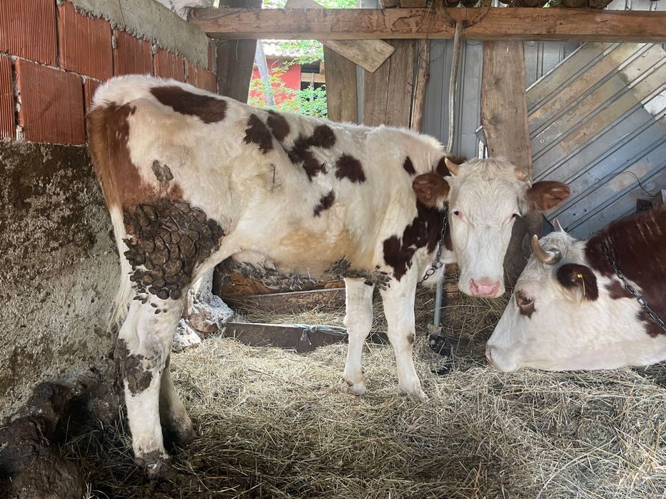 Vaca de vânzare