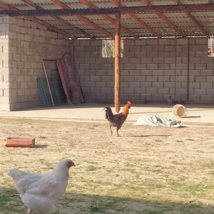 Қораздар әтештер