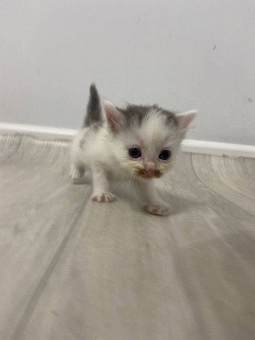 Семь энергичных котят